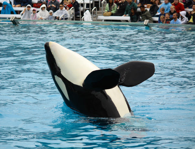 Шоу с касатками в СиВорлд Шоу с касатками в СиВорлд