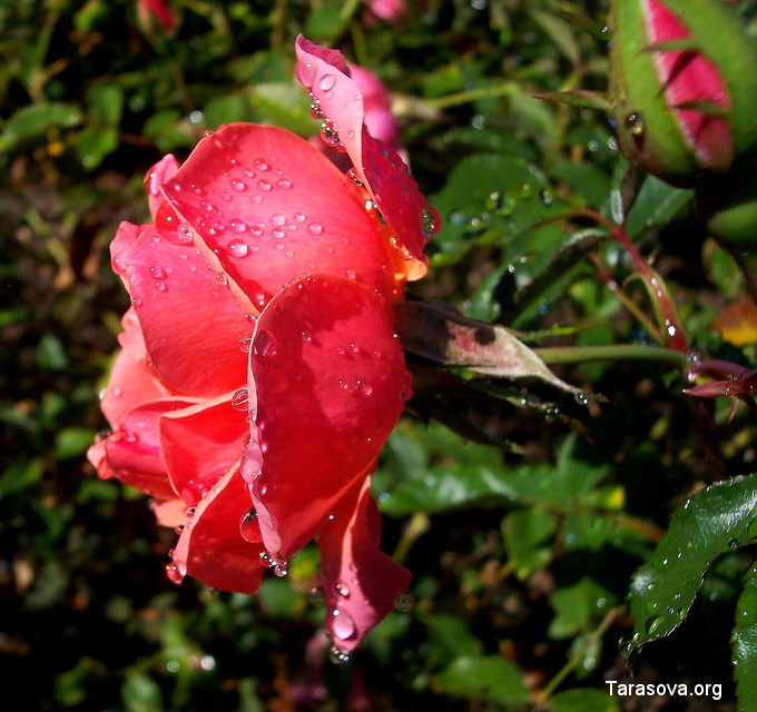 Розарий в городском дендрарии Hoyt Arboretum Розарий в городском дендрарии Hoyt Arboretum
